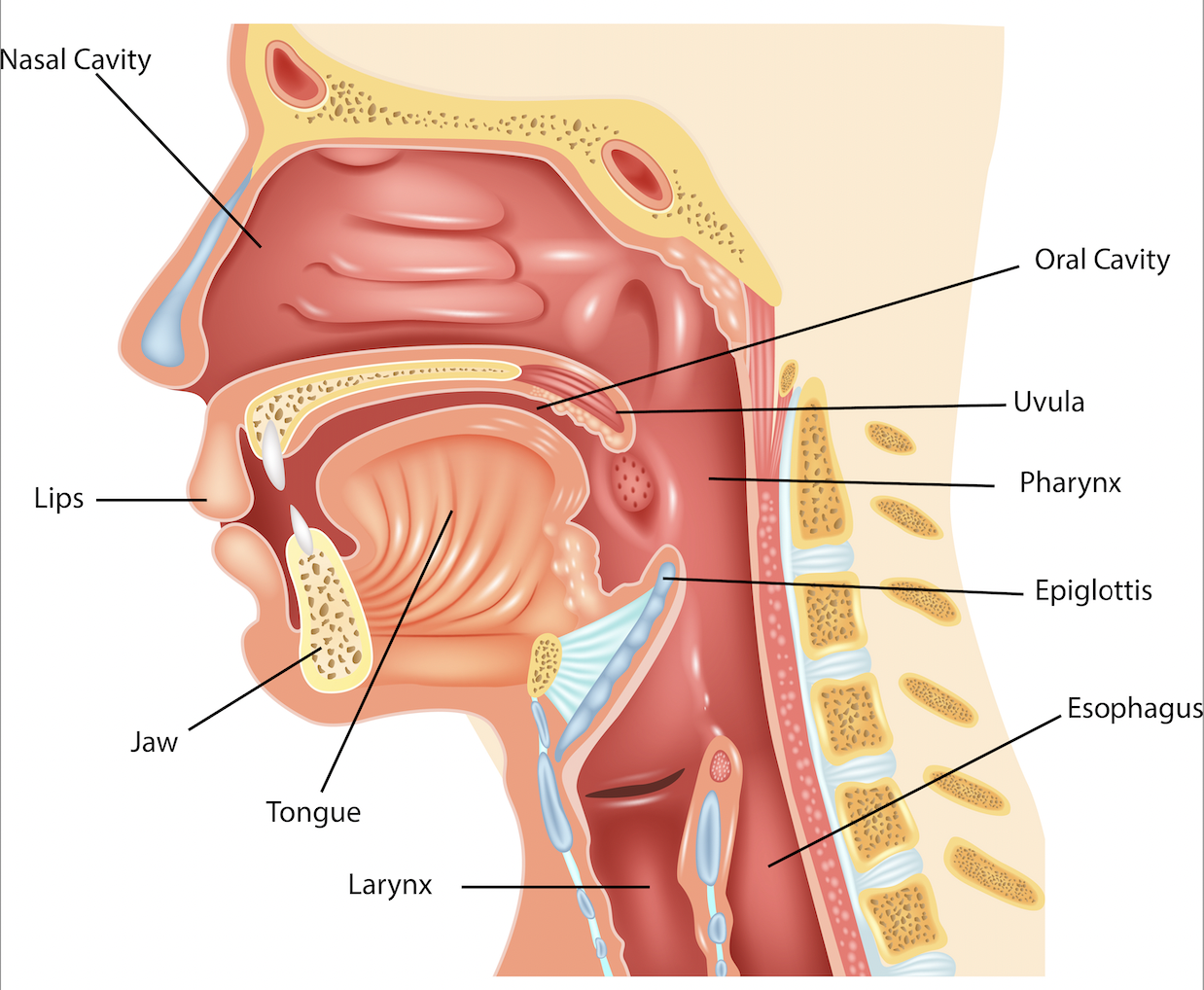 diagram of the human throat including the larynx